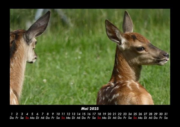 Produktbild: Waldbewohner 2025 Fotokalender DIN A3