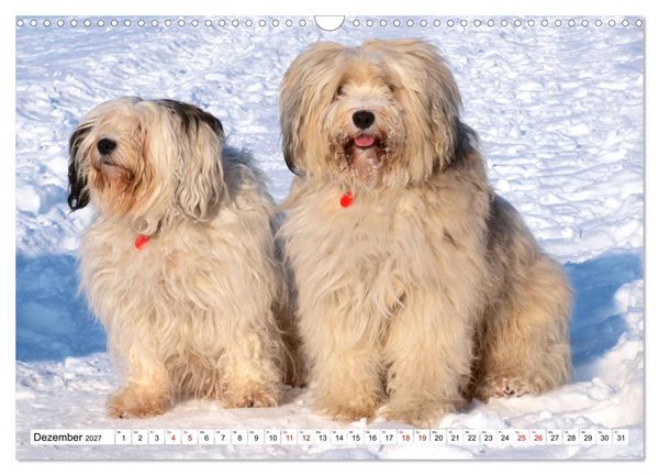 Produktbild: Tibet-Terrier - Eine Hunderasse mit Charakter (Wandkalender 2027 DIN A3 quer), CALVENDO Monatskalender