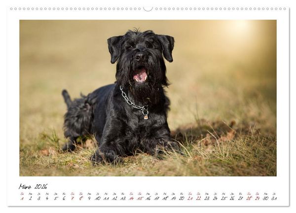 Produktbild: Mit dem Riesenschnauzer durch das Jahr (Wandkalender 2026 DIN A2 quer), CALVENDO Monatskalender