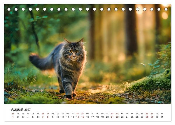 Produktbild: Eleganz in Pelz - ein Maine Coon - Kalender (Tischkalender 2027 DIN A5 quer), CALVENDO Monatskalender