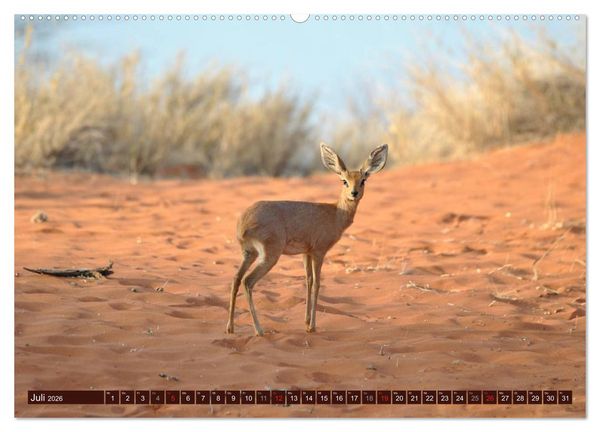Produktbild: Afrikas wilde Sch&ouml;nheiten (Wandkalender 2026 DIN A2 quer), CALVENDO Monatskalender