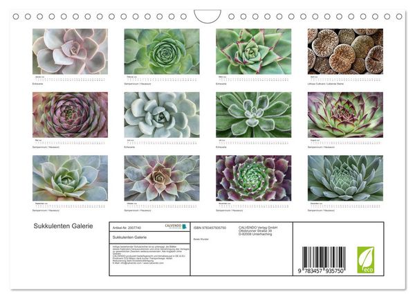 Produktbild: Sukkulenten Galerie (Wandkalender 2026 DIN A4 quer), CALVENDO Monatskalender