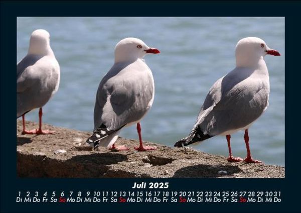 Produktbild: M&ouml;wen 2025 Fotokalender DIN A5