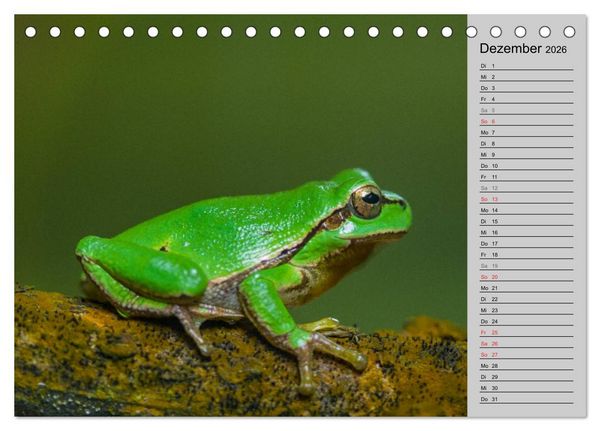 Produktbild: Salamander und Co. (Tischkalender 2026 DIN A5 quer), CALVENDO Monatskalender