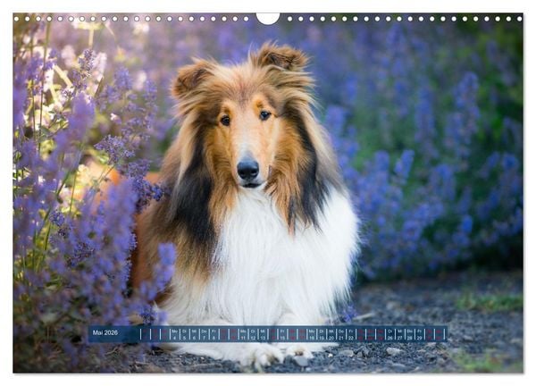 Produktbild: H&uuml;tehunde - H&uuml;ter der Herzen (Wandkalender 2026 DIN A3 quer), CALVENDO Monatskalender