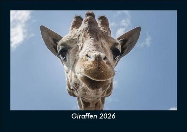 Giraffen 2026 Fotokalender DIN A5