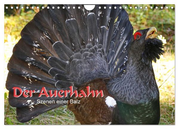 Der Auerhahn - Szenen einer Balz (Wandkalender 2026 DIN A4 quer), CALVENDO Monatskalender