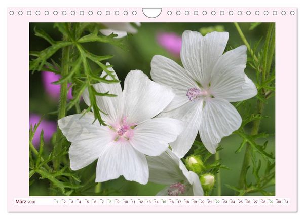 Produktbild: Wundersch&ouml;ne Malven (Wandkalender 2026 DIN A4 quer), CALVENDO Monatskalender