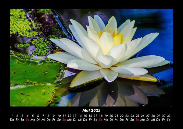 Produktbild: Rosentraum 2025 Fotokalender DIN A3
