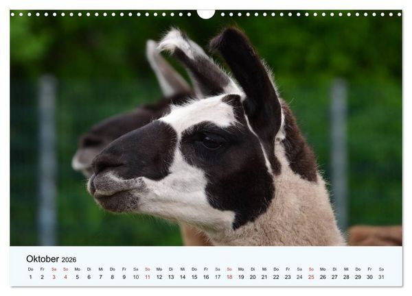 Produktbild: Die Kameliden. H&uuml;bsche Kamele, Lamas und Alpakas (Wandkalender 2026 DIN A3 quer), CALVENDO Monatskalender