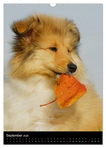 Produktbild: Collie 2026 (Wandkalender 2026 DIN A3 hoch), CALVENDO Monatskalender