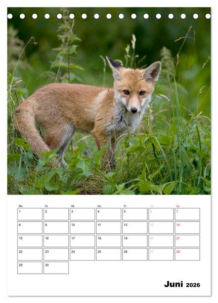 Produktbild: Rotfuchs - Impressionen (Tischkalender 2026 DIN A5 hoch), CALVENDO Monatskalender