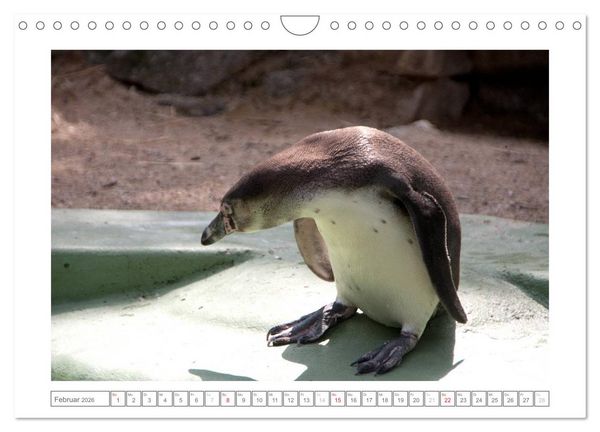 Produktbild: Tiere im Zoo (Wandkalender 2026 DIN A4 quer), CALVENDO Monatskalender