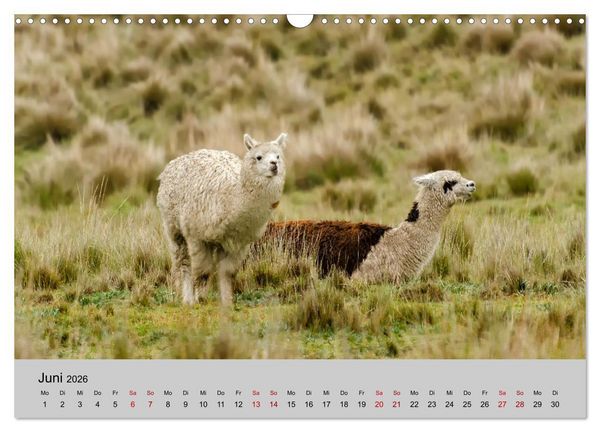 Produktbild: Unter Lamas und Alpakas (Wandkalender 2026 DIN A3 quer), CALVENDO Monatskalender