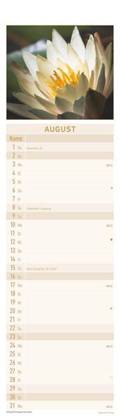Produktbild: Streifenplaner Mini Zen 2026 - Streifen-Kalender 9,5x33 cm - Harmonie und Achtsamkeit - Wandplaner - Küchenkalender - Alpha Edition