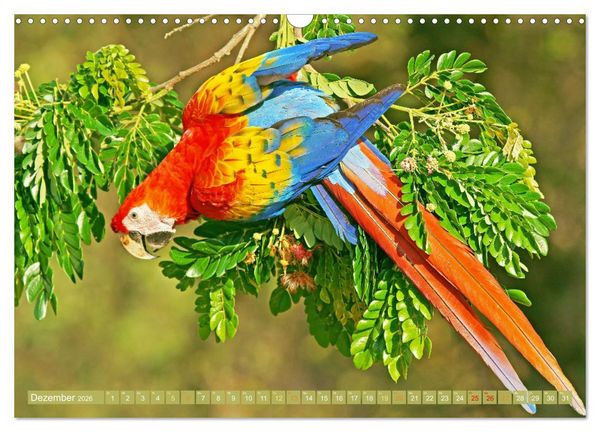 Produktbild: Papageien: Farbenpracht im Flug (Wandkalender 2026 DIN A3 quer), CALVENDO Monatskalender