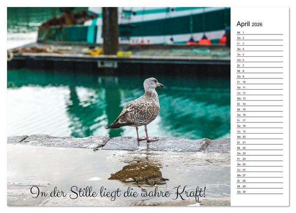Produktbild: Lebensweisheiten der M&ouml;we - Im Flug des Lebens (hochwertiger Premium Wandkalender 2026 DIN A2 quer), Kunstdruck in Hochglanz
