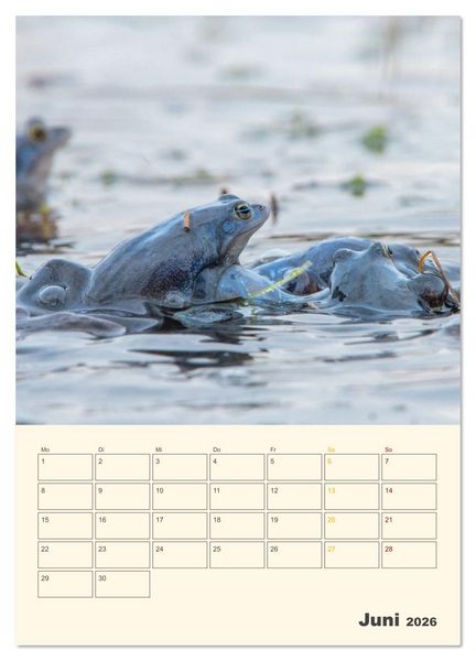 Produktbild: Moorfrosch Geheimnisse &ndash; Farben, Flirts & Froschkonzerte - Tanja Riedel (Wandkalender 2026 DIN A4 hoch), CALVENDO Monatskalender