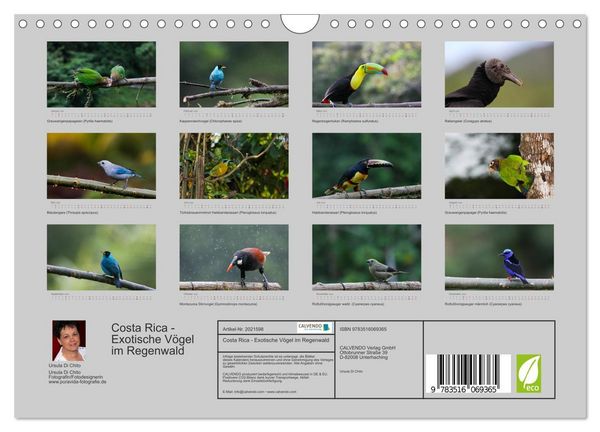 Produktbild: Costa Rica - Exotische V&ouml;gel im Regenwald (Wandkalender 2026 DIN A4 quer), CALVENDO Monatskalender