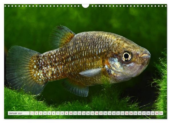 Produktbild: Outdoor-Aquaristik (Wandkalender 2027 DIN A3 quer), CALVENDO Monatskalender