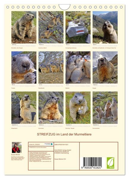 Produktbild: STREIFZUG im Land der Murmeltiere (Wandkalender 2026 DIN A4 hoch), CALVENDO Monatskalender