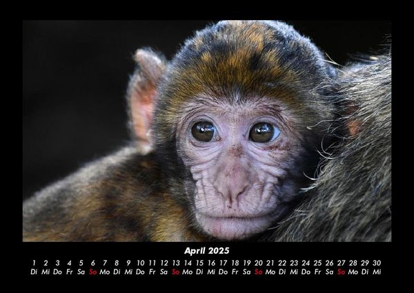 Produktbild: Affen 2025 Fotokalender DIN A3