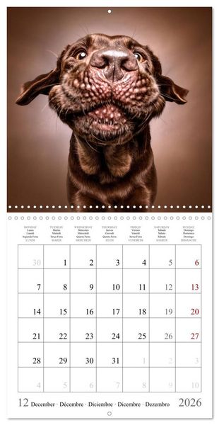 Produktbild: Funny Dog Faces (Wall Calendar 2026 12 &times; 12 Inch) CALVENDO 12 Month Wall Calendar