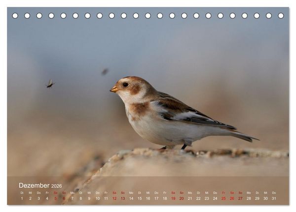 Produktbild: V&ouml;gel an Deutschlands K&uuml;sten (Tischkalender 2026 DIN A5 quer), CALVENDO Monatskalender