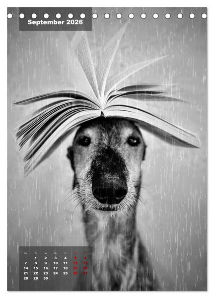 Produktbild: UNDERDOG - Windhundportraits (Tischkalender 2026 DIN A5 hoch), CALVENDO Monatskalender