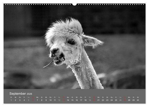 Produktbild: Tierische Augenblicke in Schwarz-Wei&szlig; (hochwertiger Premium Wandkalender 2026 DIN A2 quer), Kunstdruck in Hochglanz
