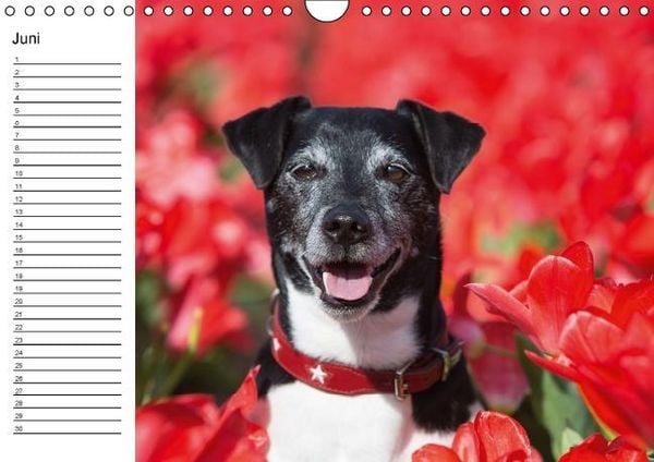 Produktbild: Jack Russell Terrier - Ein Verwandlungsk&uuml;nstler namens Jake / Geburtstagskalender (Wandkalender immerw&auml;hrend DIN A4 quer)
