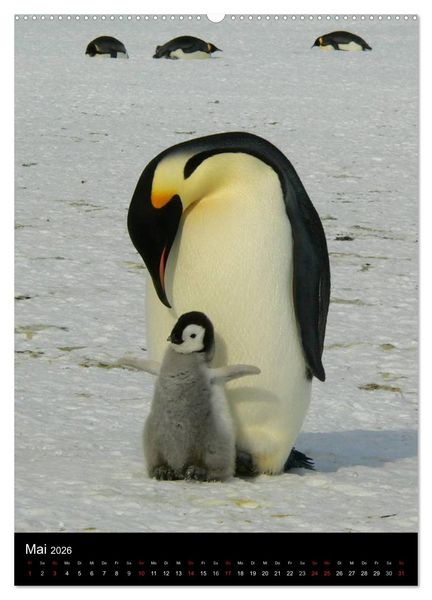 Produktbild: Pinguine - Wackeln im Thermo-Frack (Wandkalender 2026 DIN A2 hoch), CALVENDO Monatskalender