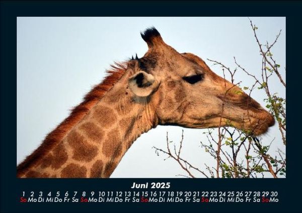 Produktbild: Giraffen 2025 Fotokalender DIN A5