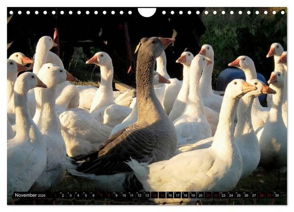 Produktbild: Haus- und Hoftiere (Wandkalender 2026 DIN A4 quer), CALVENDO Monatskalender