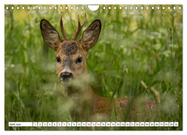 Produktbild: Anmut mit sanften Augen - Rehwild in der freien Natur (Wandkalender 2026 DIN A4 quer), CALVENDO Monatskalender