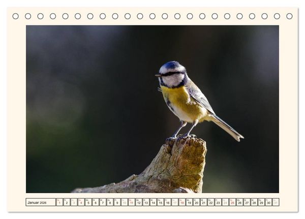 Produktbild: Gefiederte Sch&ouml;nheiten - Die Blaumeise (Tischkalender 2026 DIN A5 quer), CALVENDO Monatskalender