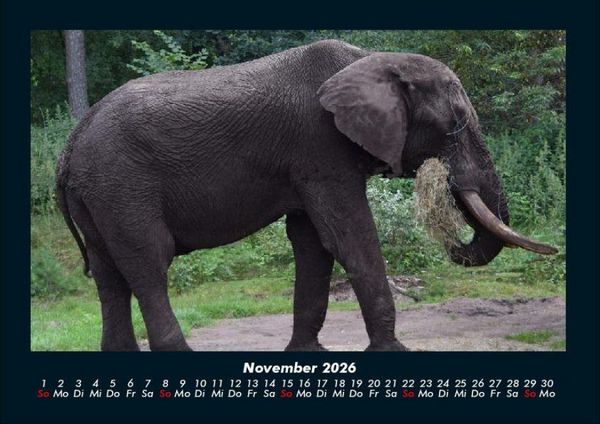 Produktbild: Tierkalender 2026 Fotokalender DIN A4