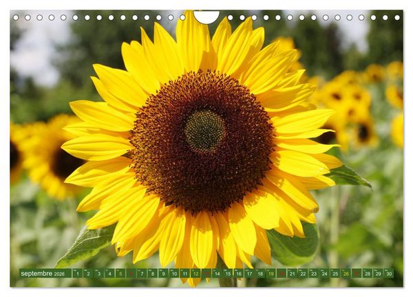 Produktbild: La beaut&eacute; des fleurs (Calendrier mural 2026 DIN A4 vertical), CALVENDO calendrier mensuel