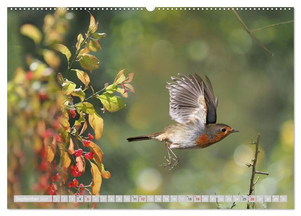 Produktbild: Flugk&uuml;nstler in luftiger H&ouml;he - Heimische Singv&ouml;gel im Flug (Wandkalender 2027 DIN A2 quer), CALVENDO Monatskalender