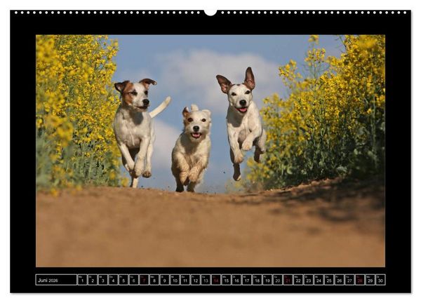 Produktbild: Parson Russell Terrier (hochwertiger Premium Wandkalender 2026 DIN A2 quer), Kunstdruck in Hochglanz