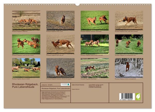 Produktbild: Rhodesian Ridgeback, Pure Lebensfreude (hochwertiger Premium Wandkalender 2026 DIN A2 quer), Kunstdruck in Hochglanz