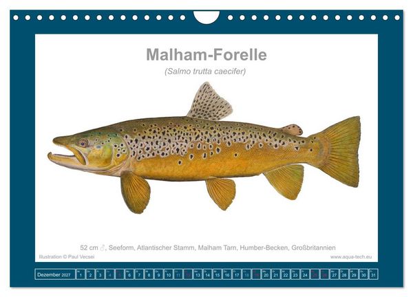 Produktbild: Fisch als Kunst 2027: Seeforellen (Wandkalender 2027 DIN A4 quer), CALVENDO Monatskalender