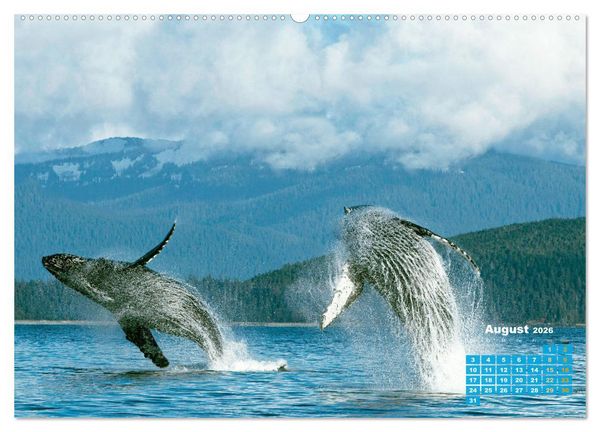 Produktbild: Buckelwale: Aus den blauen Tiefen der Ozeane (Wandkalender 2026 DIN A2 quer), CALVENDO Monatskalender
