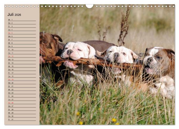 Produktbild: Faszination Bulldogge (Wandkalender 2026 DIN A3 quer), CALVENDO Monatskalender