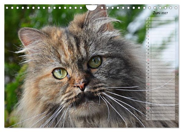 Produktbild: Katzen im Portr&auml;t / Geburtstagskalender (Wandkalender 2027 DIN A4 quer), CALVENDO Monatskalender