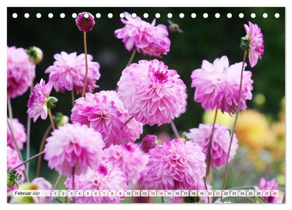 Produktbild: Herzensblumen (Tischkalender 2027 DIN A5 quer), CALVENDO Monatskalender