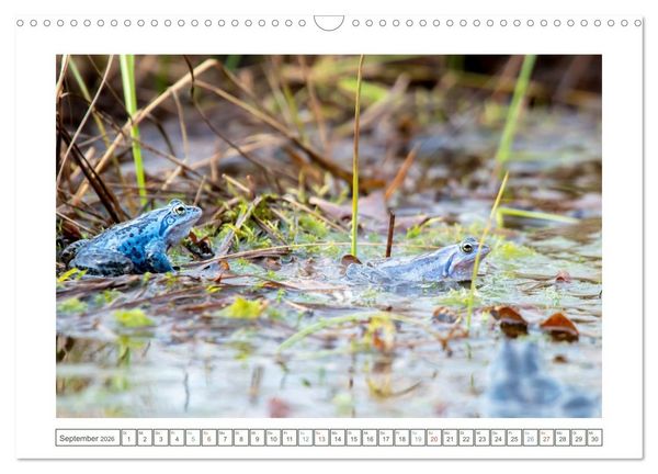 Produktbild: Wenn Fr&ouml;sche blau machen - das geheime Leben der Moorfr&ouml;sche von Tanja Riedel (Wandkalender 2026 DIN A3 quer), CALVENDO Monatskalender