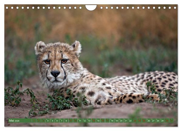 Produktbild: Afrikas Tierwelt - Geparde (Wandkalender 2026 DIN A4 quer), CALVENDO Monatskalender
