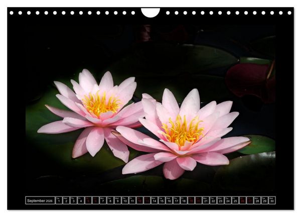Produktbild: Mysterious plant portraits (Wall Calendar 2026 DIN A4 landscape), CALVENDO 12 Month Wall Calendar
