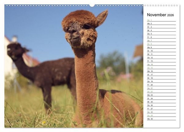 Produktbild: Alpakas im Paradies (hochwertiger Premium Wandkalender 2026 DIN A2 quer), Kunstdruck in Hochglanz